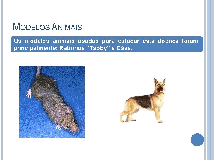 MODELOS ANIMAIS Os modelos animais usados para estudar esta doença foram principalmente: Ratinhos “Tabby”