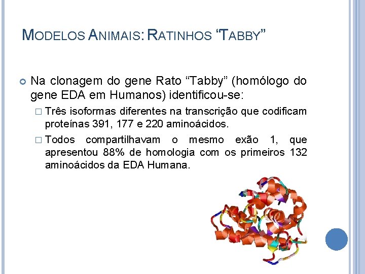 MODELOS ANIMAIS: RATINHOS “TABBY” Na clonagem do gene Rato “Tabby” (homólogo do gene EDA