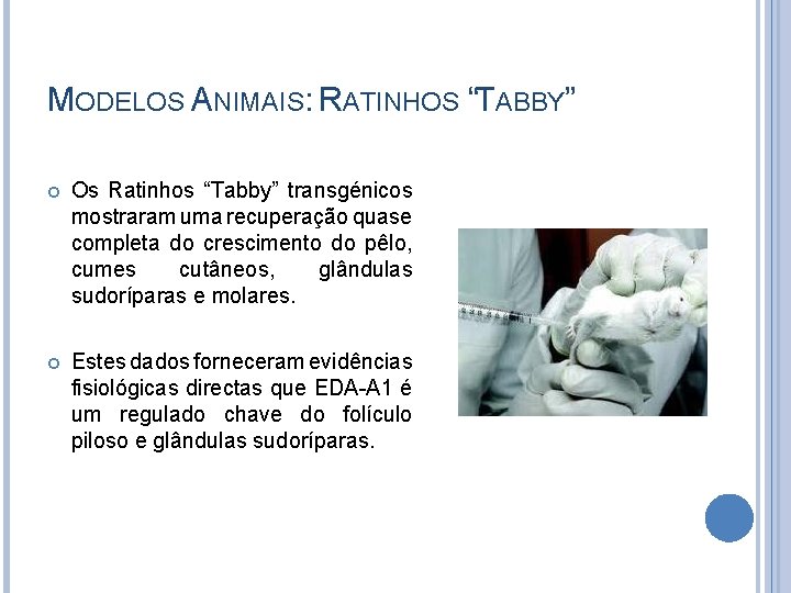 MODELOS ANIMAIS: RATINHOS “TABBY” Os Ratinhos “Tabby” transgénicos mostraram uma recuperação quase completa do