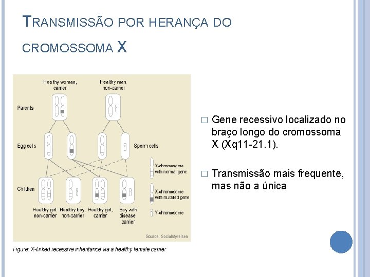 TRANSMISSÃO POR HERANÇA DO CROMOSSOMA X � Gene recessivo localizado no braço longo do