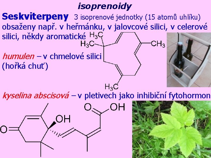 Seskviterpeny isoprenoidy 3 isoprenové jednotky (15 atomů uhlíku) obsaženy např. v heřmánku, v jalovcové