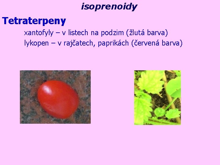 isoprenoidy Tetraterpeny xantofyly – v listech na podzim (žlutá barva) lykopen – v rajčatech,