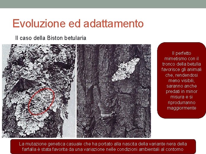 Evoluzione ed adattamento Il caso della Biston betularia Il perfetto mimetismo con il tronco