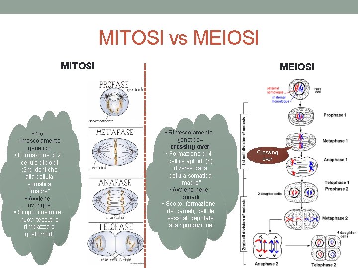 MITOSI vs MEIOSI MITOSI • No rimescolamento genetico • Formazione di 2 cellule diploidi