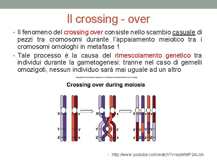 Il crossing - over • Il fenomeno del crossing over consiste nello scambio casuale