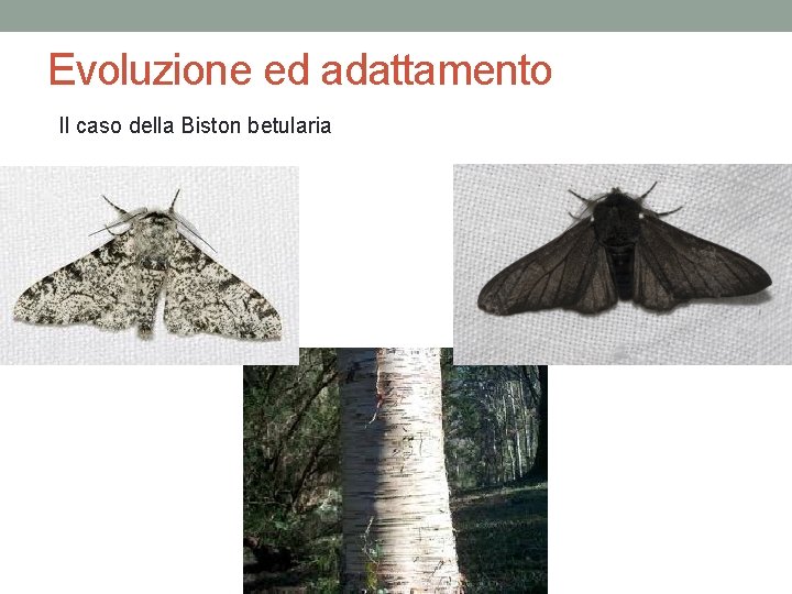 Evoluzione ed adattamento Il caso della Biston betularia 