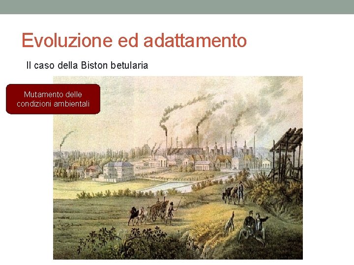 Evoluzione ed adattamento Il caso della Biston betularia Mutamento delle condizioni ambientali 