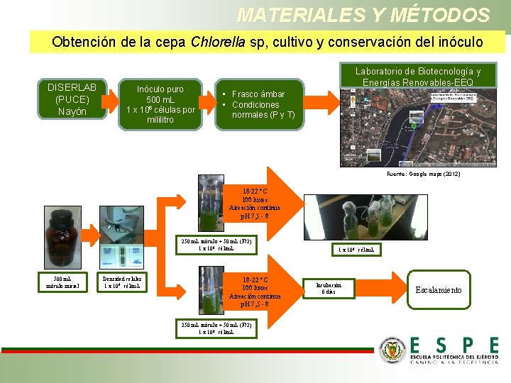 MATERIALES Y MÉTODOS Obtención de la cepa Chlorella sp, cultivo y conservación del inóculo
