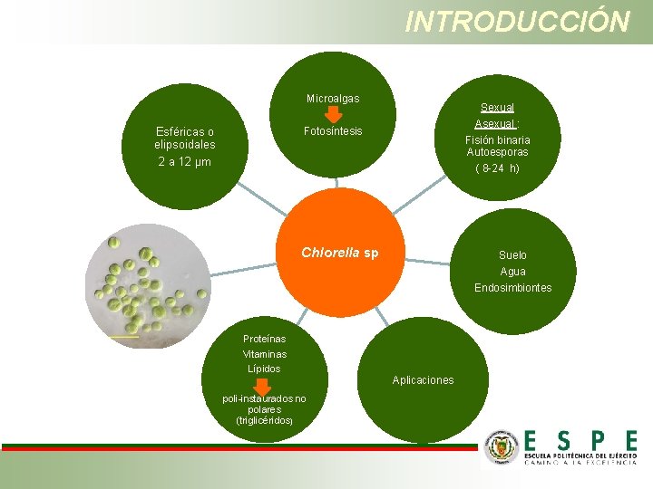 INTRODUCCIÓN Microalgas Sexual Asexual : Fisión binaria Autoesporas ( 8 -24 h) Fotosíntesis Esféricas