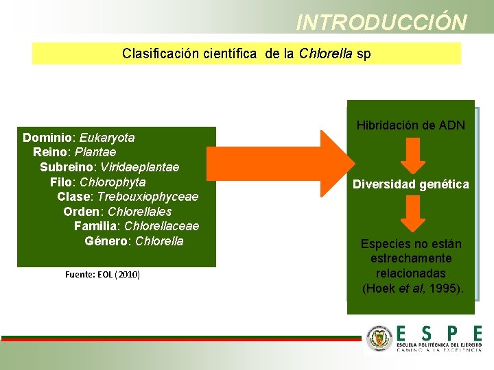 INTRODUCCIÓN Clasificación científica de la Chlorella sp Dominio: Eukaryota Reino: Plantae Subreino: Viridaeplantae Filo: