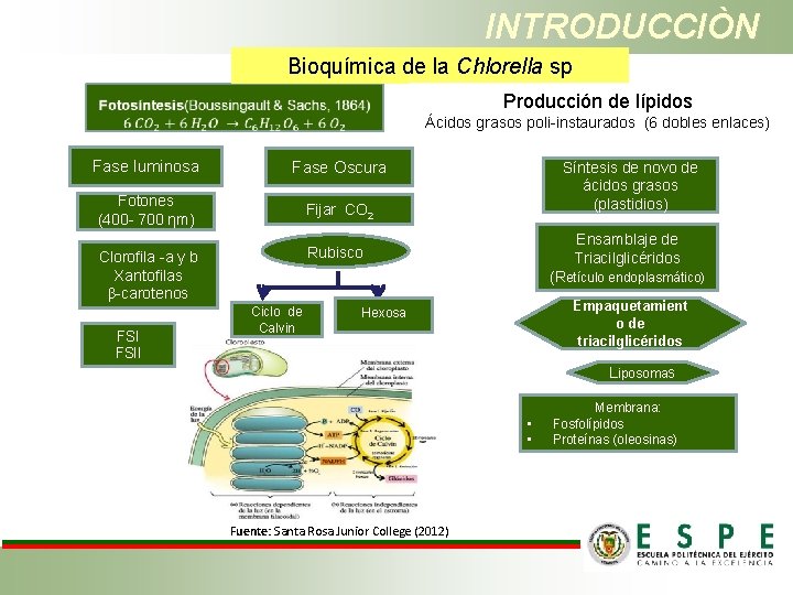 INTRODUCCIÒN Bioquímica de la Chlorella sp Producción de lípidos Ácidos grasos poli-instaurados (6 dobles