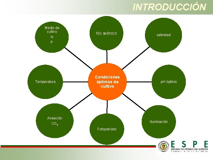 INTRODUCCIÓN Medio de cultivo N P Temperatura No axénico Condiciones óptimas de cultivo Aireación