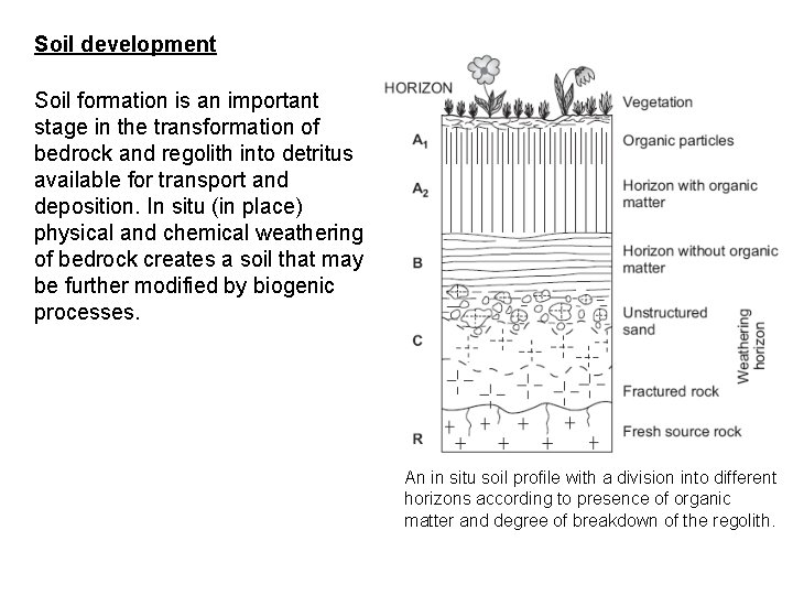 Soil development Soil formation is an important stage in the transformation of bedrock and