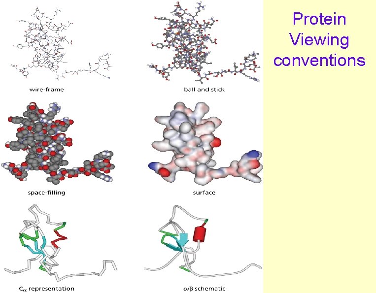Protein Viewing conventions 