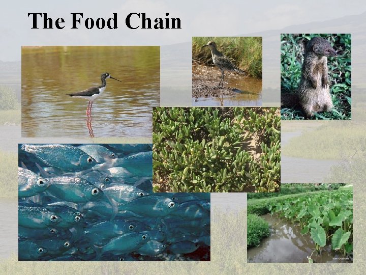 The Food Chain 