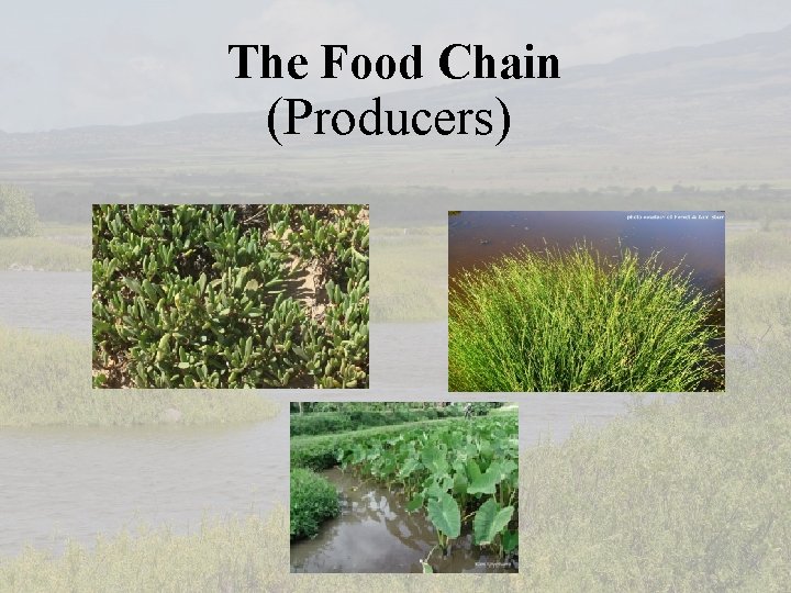 The Food Chain (Producers) 