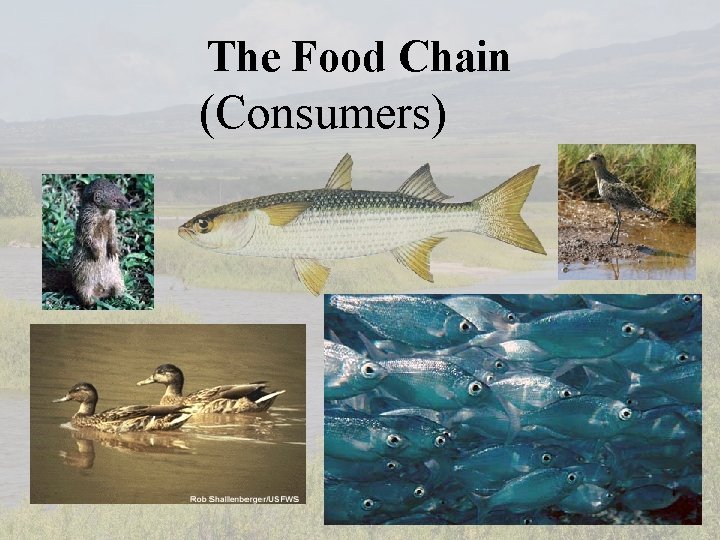 The Food Chain (Consumers) 