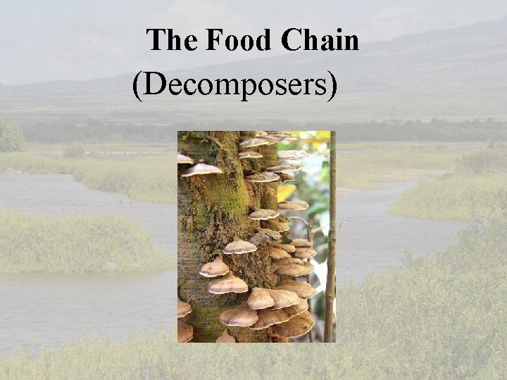 The Food Chain (Decomposers) 