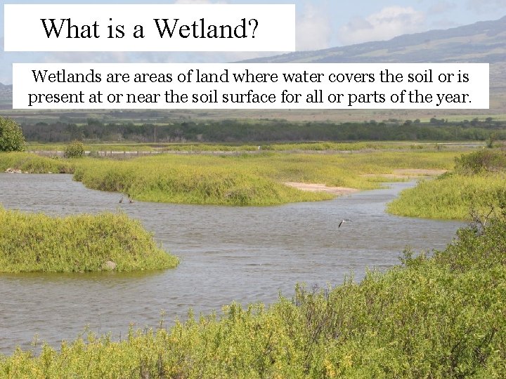 What is a Wetland? Wetlands areas of land where water covers the soil or