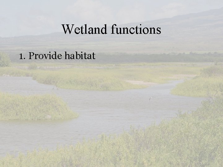 Wetland functions 1. Provide habitat 