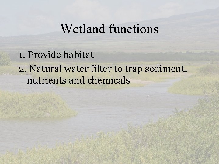 Wetland functions 1. Provide habitat 2. Natural water filter to trap sediment, nutrients and