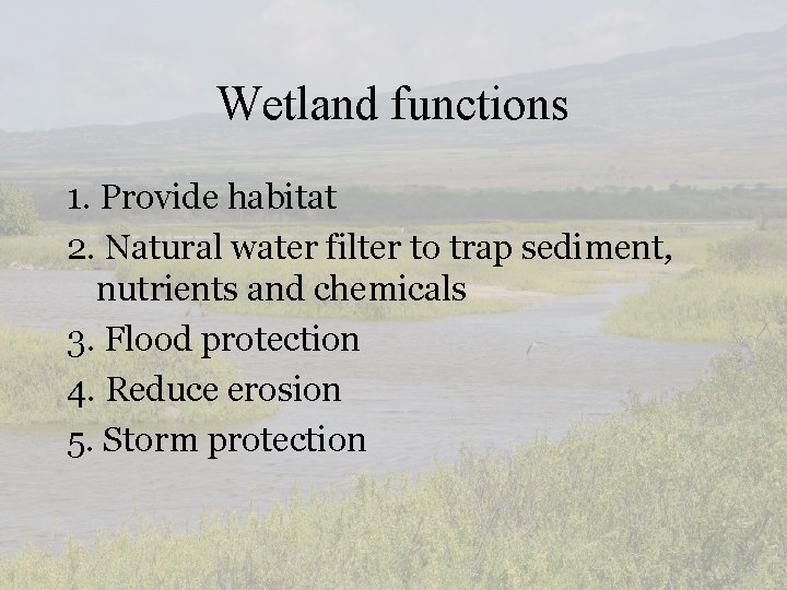 Wetland functions 1. Provide habitat 2. Natural water filter to trap sediment, nutrients and