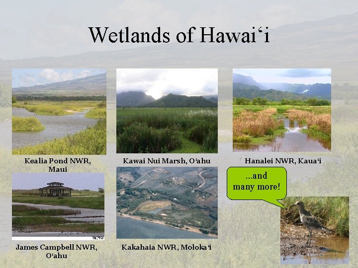 Wetlands of Hawai‘i Kealia Pond NWR, Maui Kawai Nui Marsh, O‘ahu James Campbell NWR,