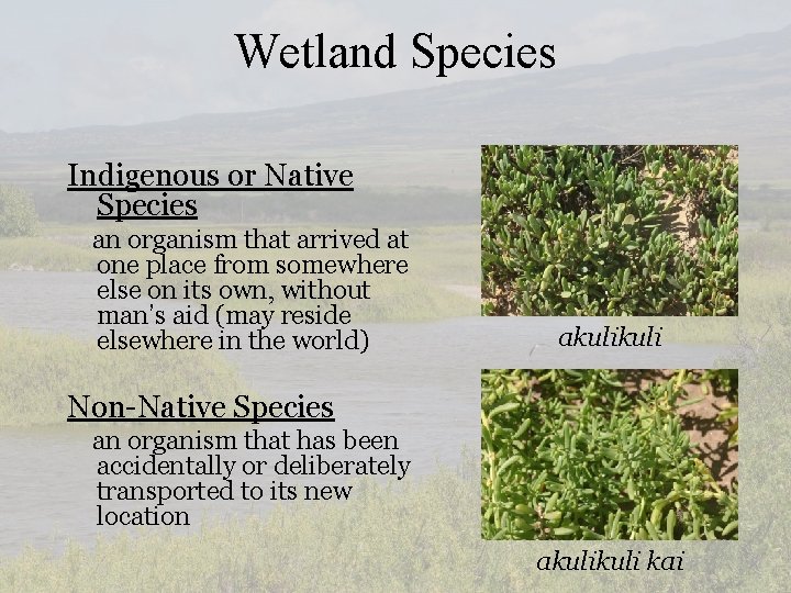 Wetland Species Indigenous or Native Species an organism that arrived at one place from