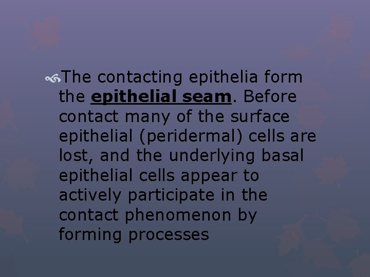  The contacting epithelia form the epithelial seam. Before contact many of the surface