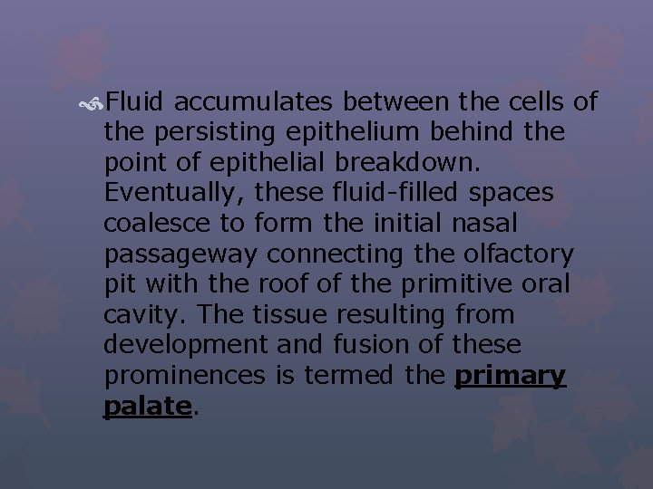  Fluid accumulates between the cells of the persisting epithelium behind the point of