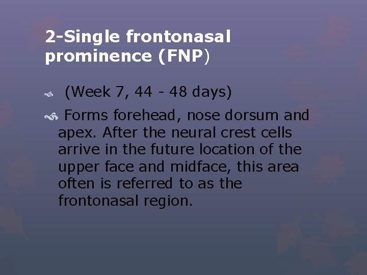 2 -Single frontonasal prominence (FNP) (Week 7, 44 - 48 days) Forms forehead, nose