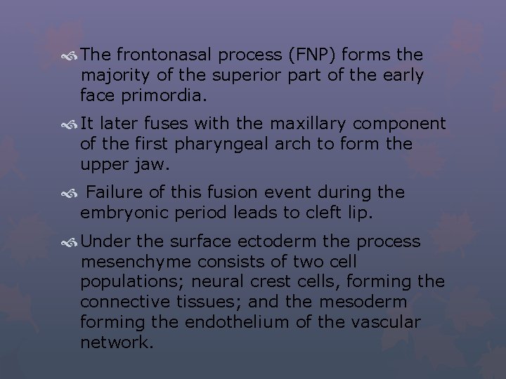  The frontonasal process (FNP) forms the majority of the superior part of the