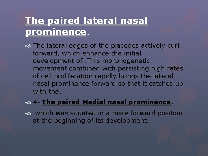 The paired lateral nasal prominence. The lateral edges of the placodes actively curl forward,