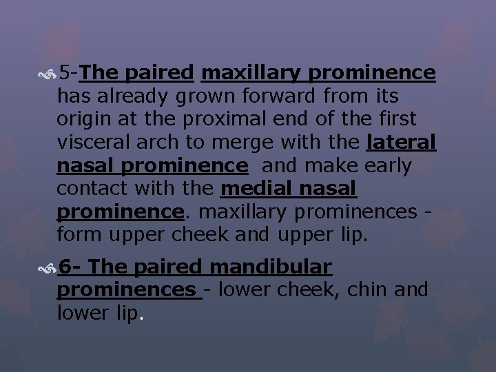  5 -The paired maxillary prominence has already grown forward from its origin at