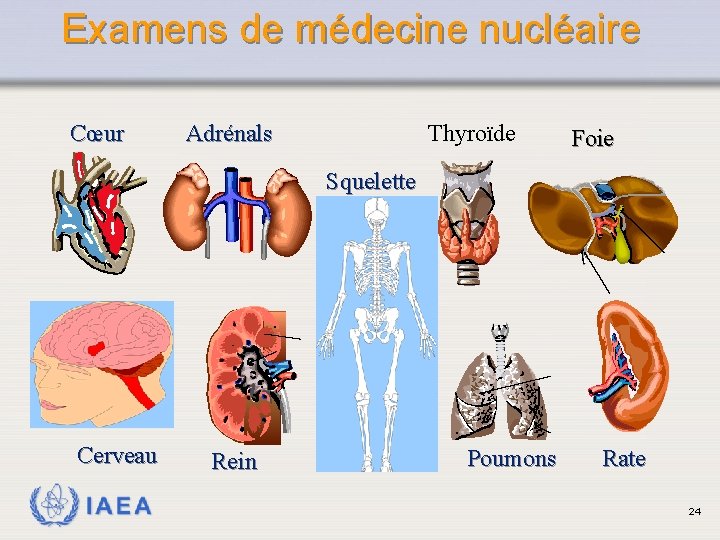 Examens de médecine nucléaire Cœur Adrénals Thyroïde Foie Squelette Cerveau IAEA Rein Poumons Rate