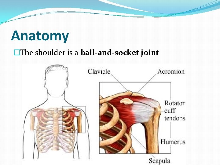 Anatomy �The shoulder is a ball-and-socket joint 