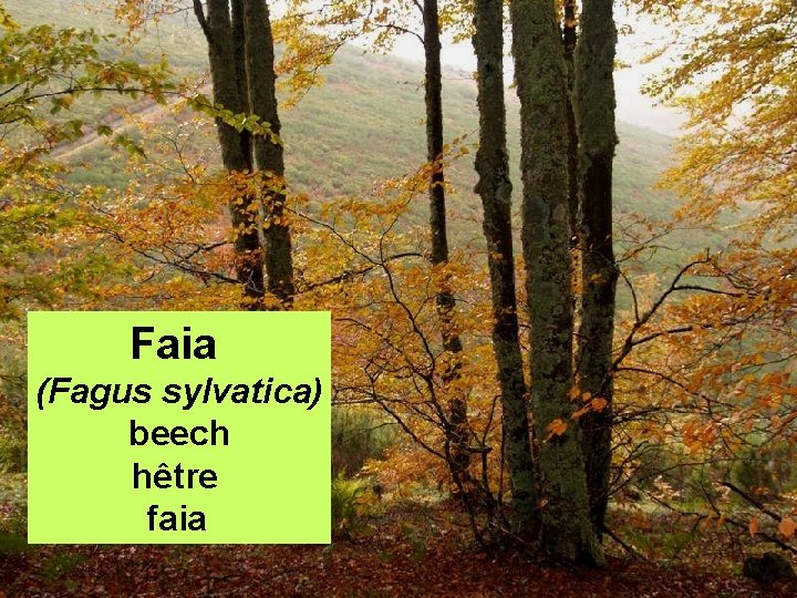 Faia (Fagus sylvatica) beech hêtre faia 