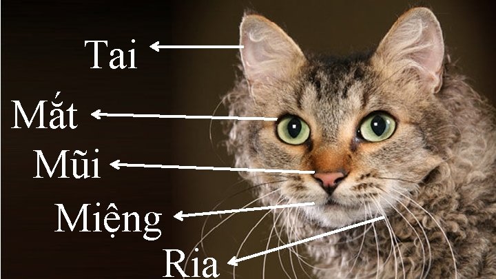 Tai Mắt Mũi Miệng Ria 