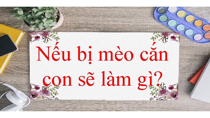 Nếu bị mèo cắn con sẽ làm gì? 