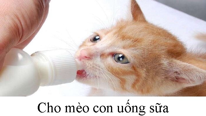 Cho mèo con uống sữa 