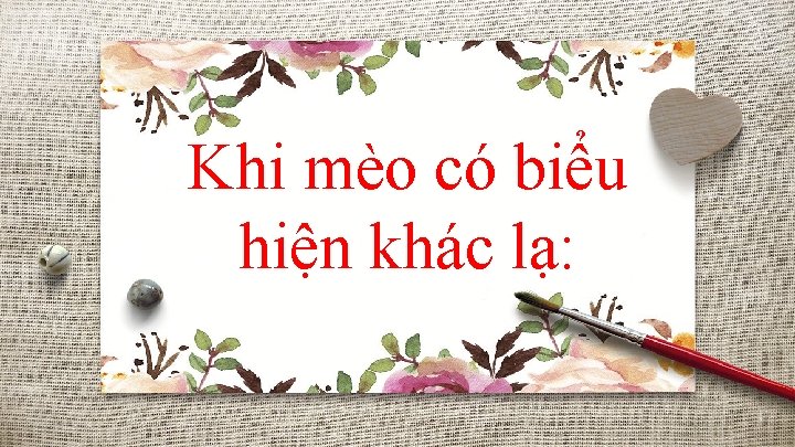 Khi mèo có biểu hiện khác lạ: 