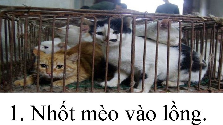 1. Nhốt mèo vào lồng. 