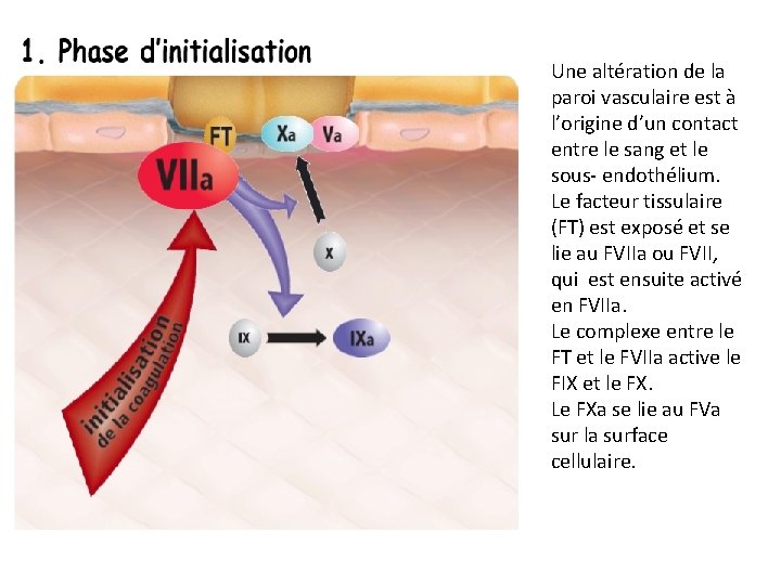 PHYSIOLOGIE DE LHEMOSTASE DR H BEZZOU Dfinition Lhmostase