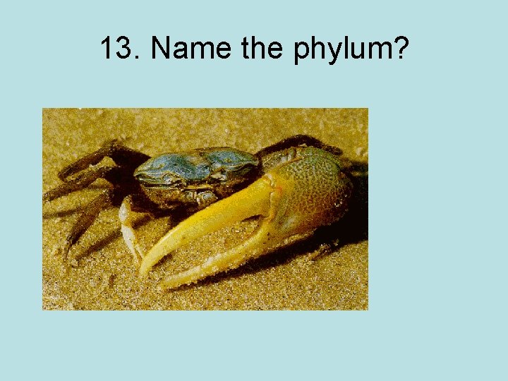 13. Name the phylum? 