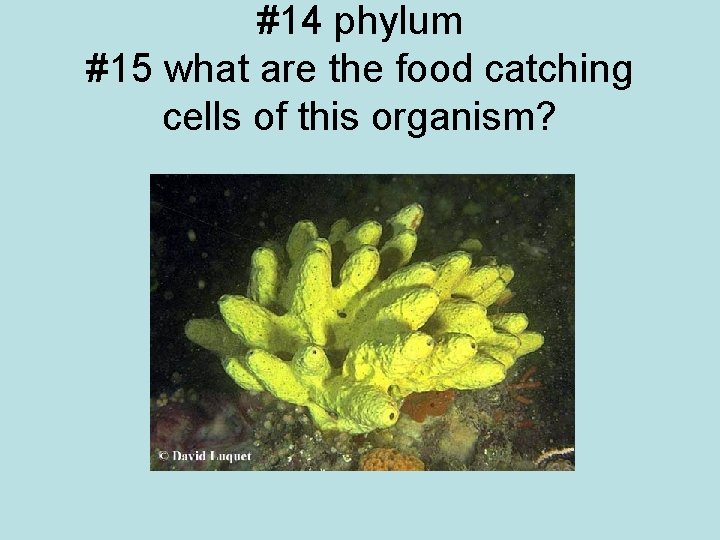 #14 phylum #15 what are the food catching cells of this organism? 