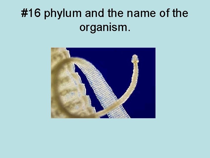 #16 phylum and the name of the organism. 