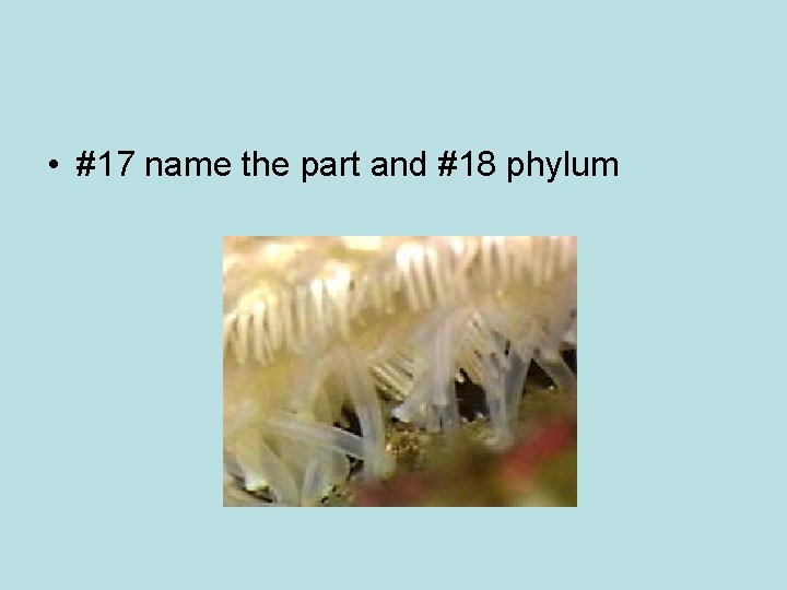  • #17 name the part and #18 phylum 
