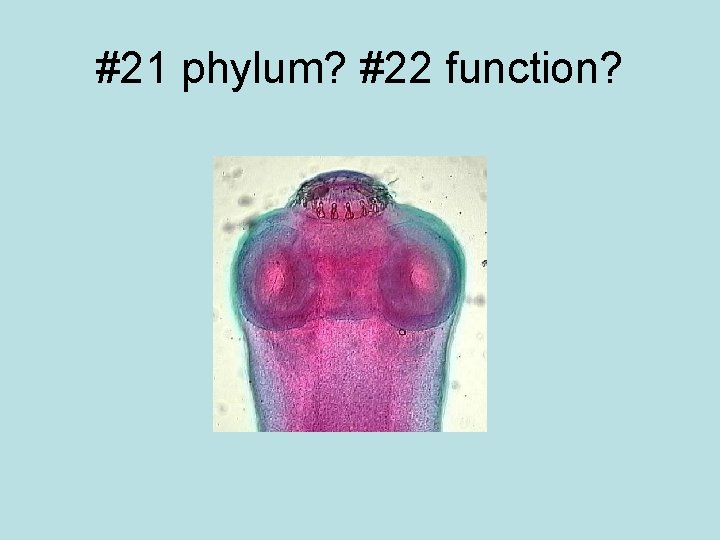 #21 phylum? #22 function? 