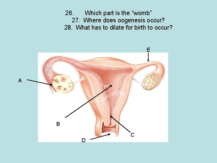 26. Which part is the “womb” 27. Where does oogenesis occur? 28. What has