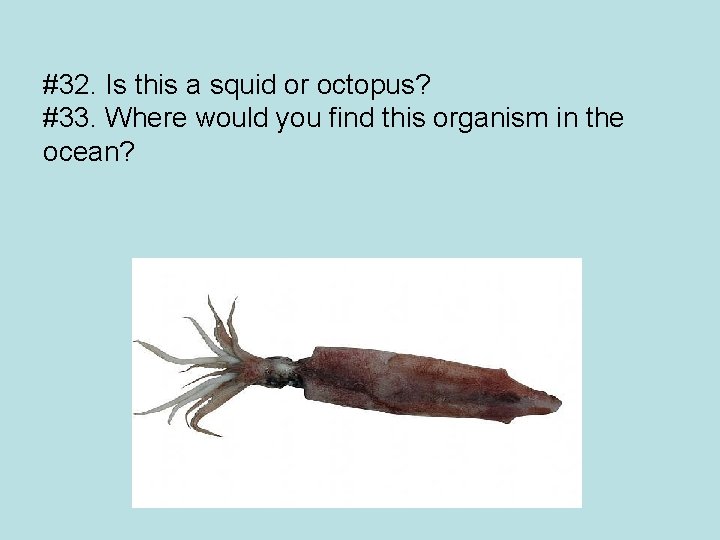 #32. Is this a squid or octopus? #33. Where would you find this organism